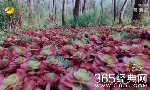 【就是个水槽】第四十二期：烈火如歌中发现致富经！原来很多人距离暴富只差一次穿越！