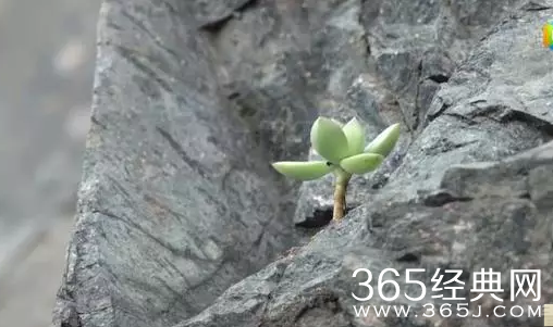 【就是个水槽】第四十二期：烈火如歌中发现致富经！原来很多人距离暴富只差一次穿越！