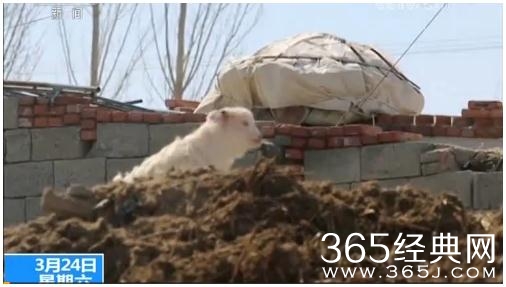 央视新闻神配音视频完整版