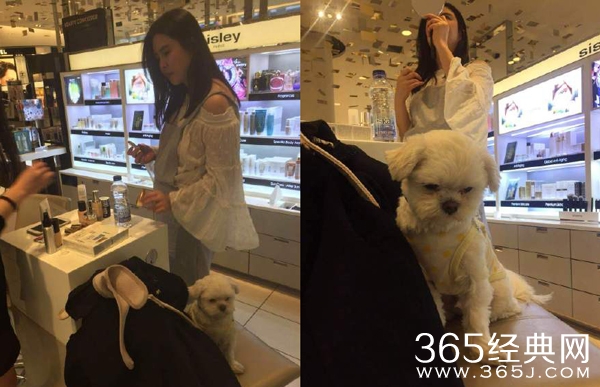 网友偶遇王祖贤，女神家的狗都那么可爱