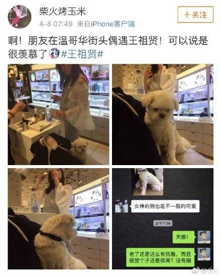 网友偶遇王祖贤，女神家的狗都那么可爱