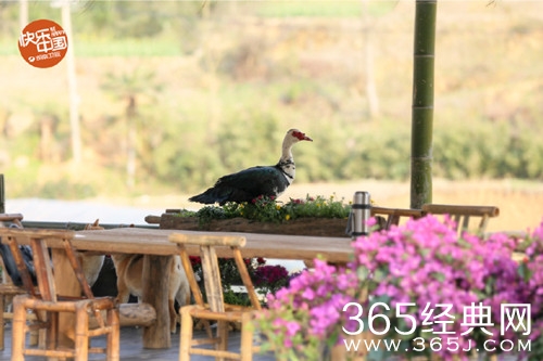 向往的生活第二季彩灯是什么品种的鸭子