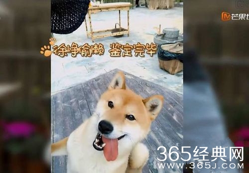 向往的生活2徐峥送小H的自拍神器是什么