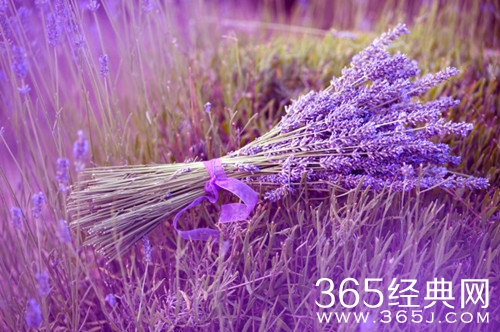 【最夯剧集社】第七十七期：台湾偶像剧《薰衣草》将翻拍，男主是乐华旗下艺人?