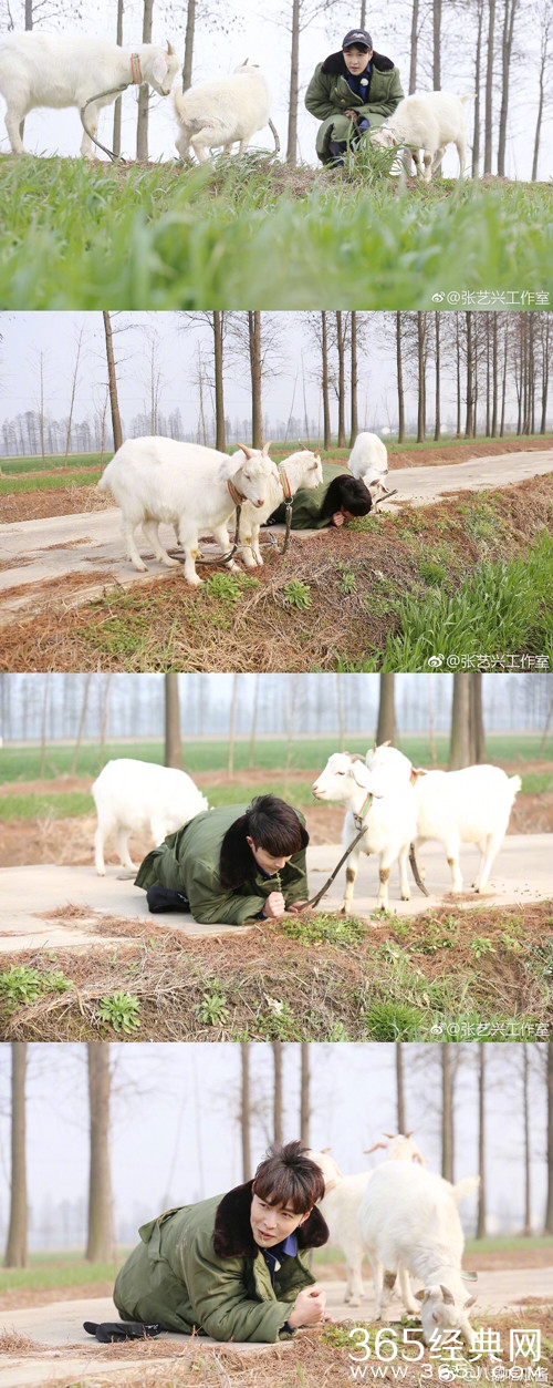 张艺兴回应学羊吃草，网友：这话没毛病