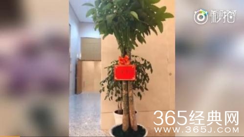 创造101王菊公演 粉丝后援会为什么送发财树