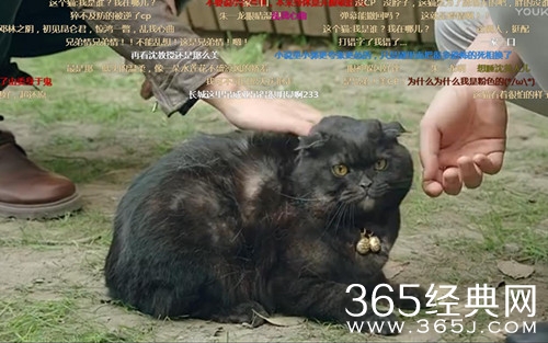 【就是个水槽】第109期：为什么没有了女主角，镇魂的评价反而那么高？