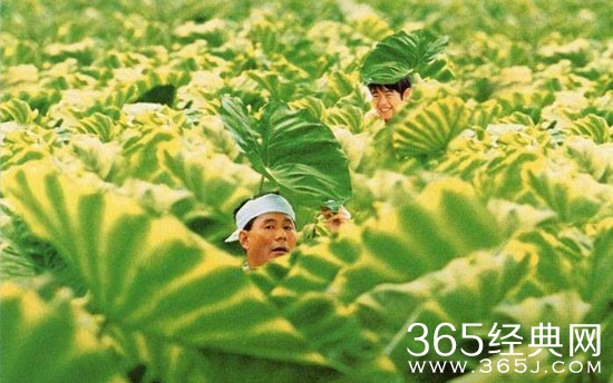 寻影启示录27：忆往昔，年华似锦，今年暑假打发时间的影片来了