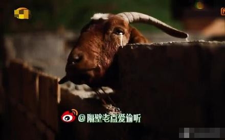 向往的生活老点走了，因急性肠胃炎去世了~