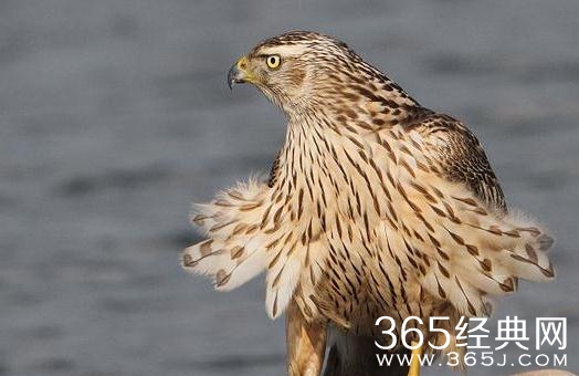 天坑鹰猎张保庆的白鹰是什么品种？