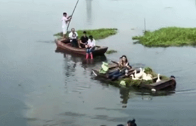 马思纯给鸭子扇风 原因让人哭笑不得