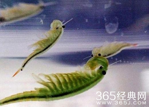 沙海仙女虾子现实中存在吗