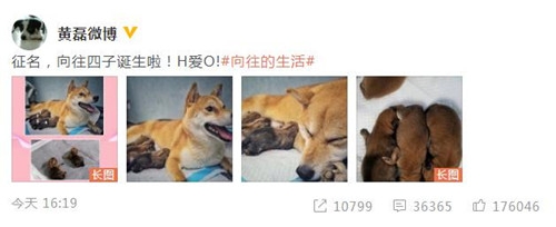 黄磊帮小H狗崽征名 网友回复亮了 承包一个星期笑点