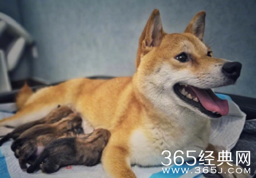 黄磊帮小H狗崽征名 网友回复亮了 承包一个星期笑点