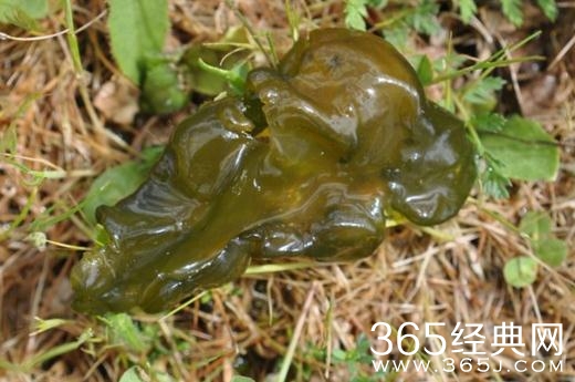 天坑鹰猎现实中有地耳吗