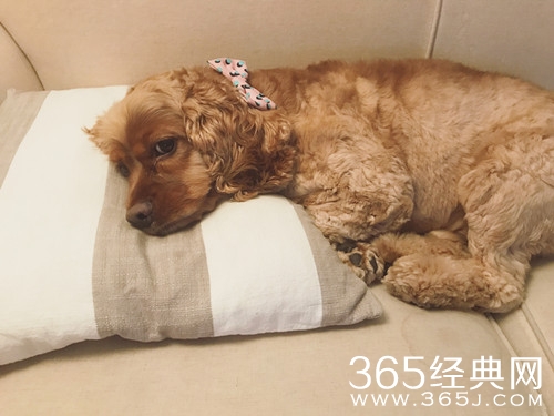 心动的信号向天歌狗狗来袭 奥斯卡的反应太有趣