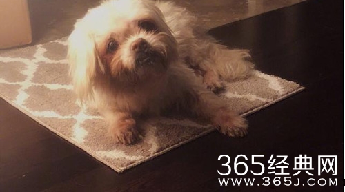 张馨予发文悼念去世爱犬 坦言不知如何面对失去它后的日子