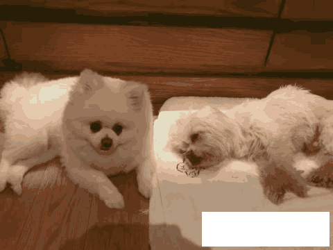 张馨予发文悼念去世爱犬 言语间流露出满满的深情和不舍