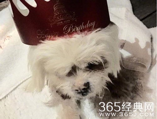 张馨予发文悼念去世爱犬 坦言不知如何面对失去它后的日子