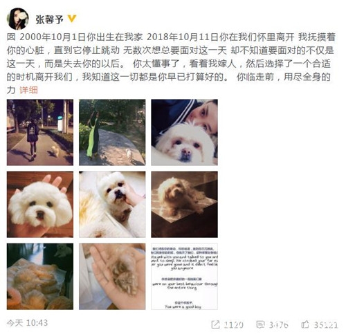 张馨予发文悼念去世爱犬 言语间流露出满满的深情和不舍