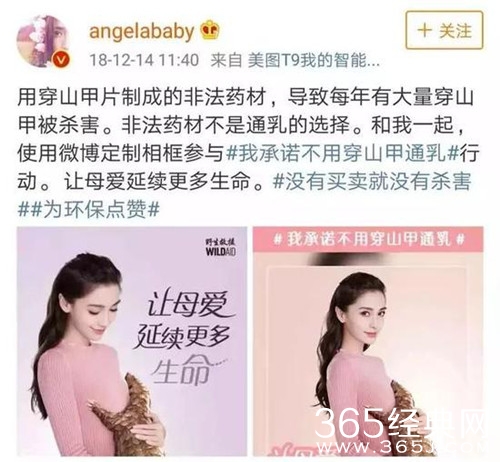 杨颖拍广告帮倒忙 普及穿山甲本没有通乳效果