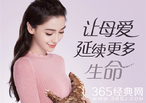 杨颖拍广告帮倒忙 普及穿山甲本没有通乳效果