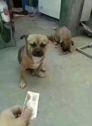 派大星借钱买奶茶是什么梗？派大星借钱买奶茶表情包合集分享！