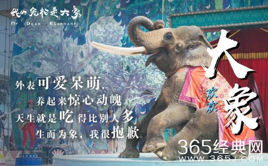 《我的宠物是大象》明天上映！集结各路老戏骨阵容豪华！
