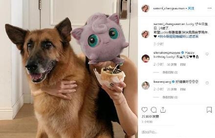 郑秀文iins再发文 郑秀文为许志安爱犬庆生