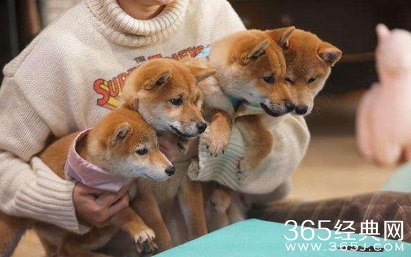 宋茜领养《向往的生活》小碗 年纪轻轻有猪有狗