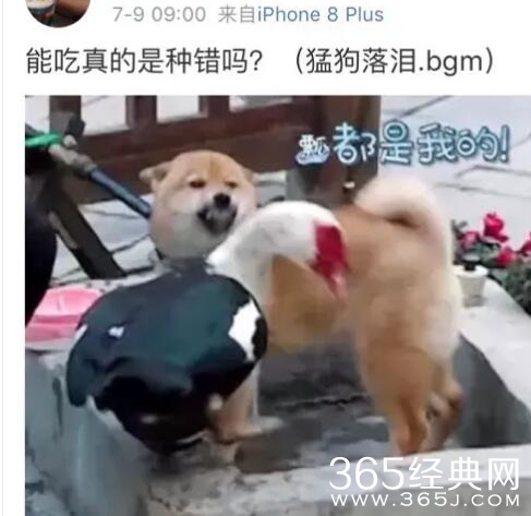 王珞丹领养瓢哥 网友：备好狗粮