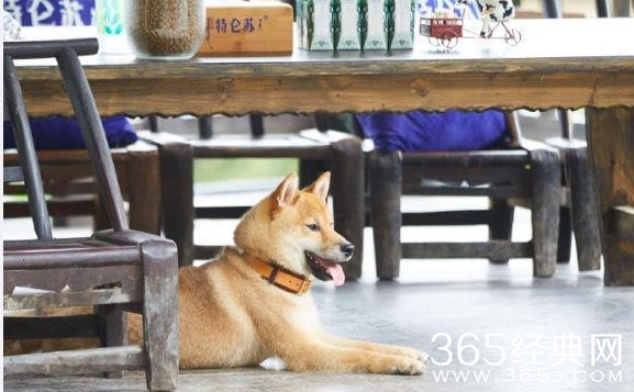 王珞丹领养瓢哥 网友：备好狗粮