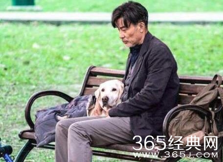 小q是什么品种的狗 电影小q多少钱一只