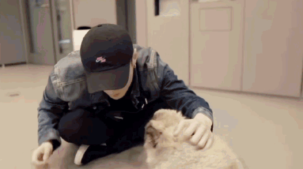 张艺兴倒立训狗 真的是小可爱本人了