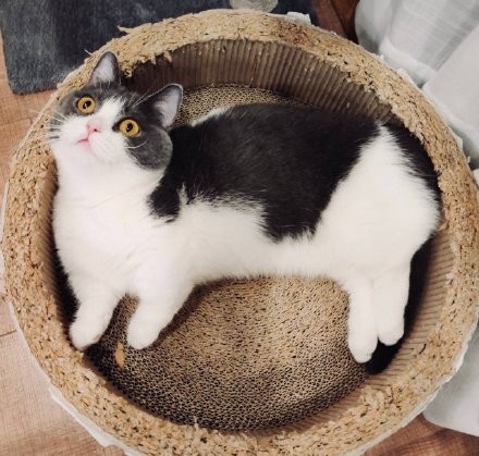 肖战晒坚果抱枕被黑粉攻击 肖战坚果抱枕事件始末经过