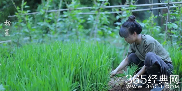 李子柒是不是文化输出？网友关心的是她一年赚多少钱