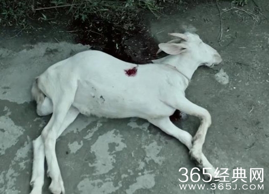 电影《误杀》中为何会频繁出现羊