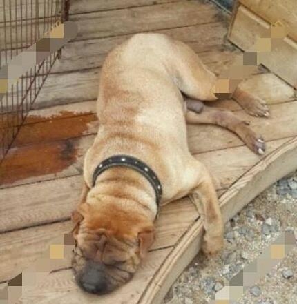 权志龙爱狗人设崩塌？一狗疏于照顾，一狗已经遗弃