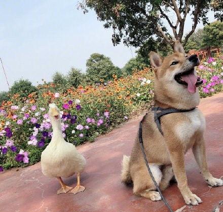 王珞丹寻鸭启事登热搜  究竟是怎么回事呢？