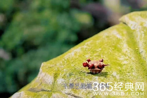 《沉香如屑》应渊翻乌龟的原因