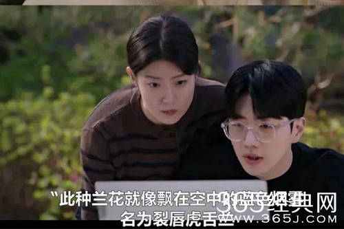 《小小姐们》兰花的品种