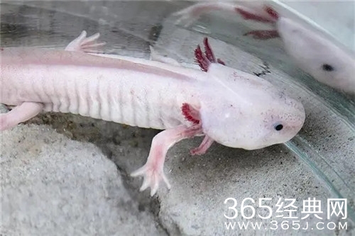 《昆仑神宫》灭灯银娃娃