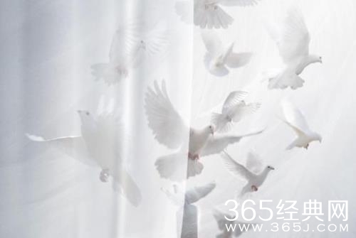 《白色城堡》播出平台