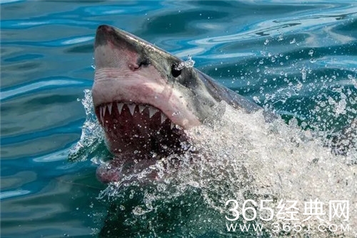 《大白鲨》电影解说文案