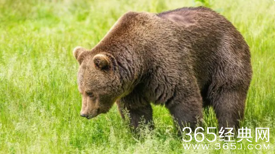 春天的熊梗介绍