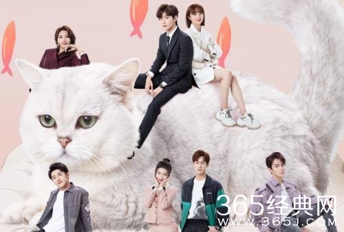 《一不小心喵上你》官配cp