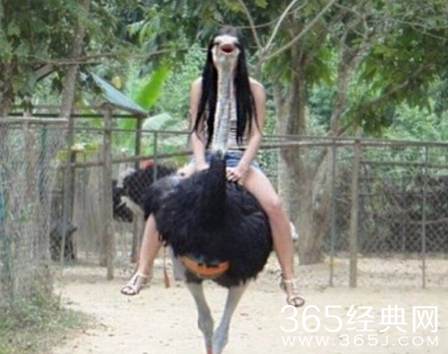 鸵鸟女孩梗介绍