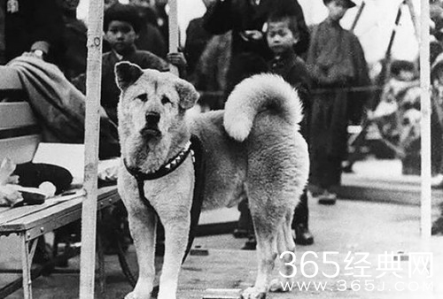 中国版《忠犬八公》原型故事