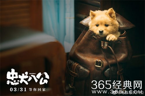 《忠犬八公》定档3月31日
