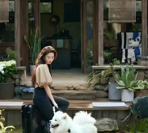 《去有风的地方》收视率破2， 刘亦菲真能够扛剧,